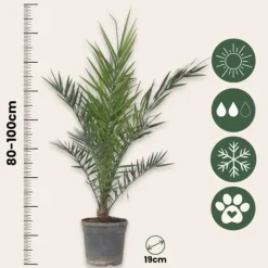 Outlet Kanariepalm - Phoenix canariensis - Höjd 80-100cm - ⌀19cm Krukväxter Inomhus
