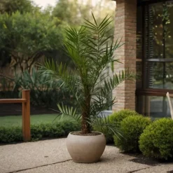 Outlet Kanariepalm - Phoenix canariensis - Höjd 80-100cm - ⌀19cm Krukväxter Inomhus