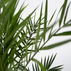 Outlet Kanariepalm - Phoenix canariensis - Höjd 80-100cm - ⌀19cm Krukväxter Inomhus