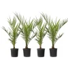 Kanariepalm - Set om 4 - Phoenix canariensis - Höjd 50-60cm - ⌀15cm