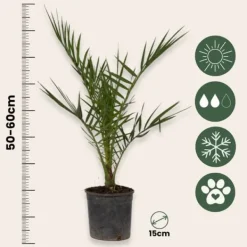 Kanariepalm - Set om 4 - Phoenix canariensis - Höjd 50-60cm - ⌀15cm