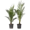 Clearance Kanariepalm - Set om 2 - Phoenix canariensis - Höjd 80-100cm - ⌀19cm Krukväxter Inomhus