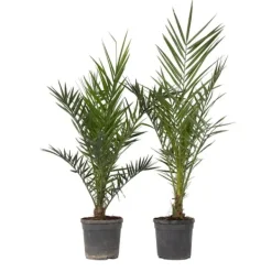 Clearance Kanariepalm - Set om 2 - Phoenix canariensis - Höjd 80-100cm - ⌀19cm Krukväxter Inomhus