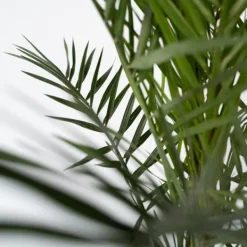 Clearance Kanariepalm - Set om 2 - Phoenix canariensis - Höjd 80-100cm - ⌀19cm Krukväxter Inomhus