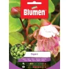 KAPERSAMEN trädgård frö frön blommor