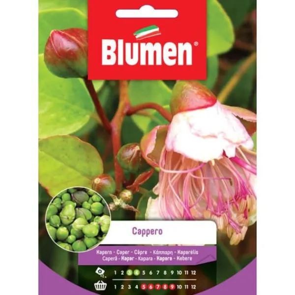 KAPERSAMEN trädgård frö frön blommor
