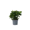 Outlet Kapjasmin - Gardenia jasminoides - Höjd 20-30cm - ⌀13cm Krukväxter Inomhus