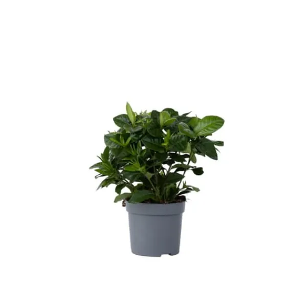 Outlet Kapjasmin - Gardenia jasminoides - Höjd 20-30cm - ⌀13cm Krukväxter Inomhus