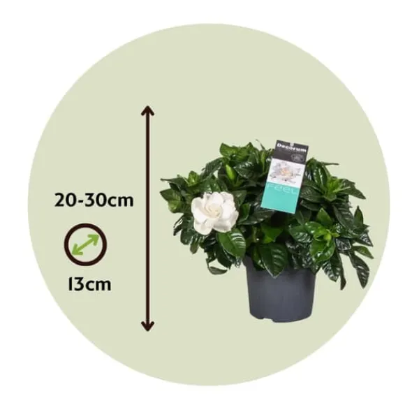 Outlet Kapjasmin - Gardenia jasminoides - Höjd 20-30cm - ⌀13cm Krukväxter Inomhus