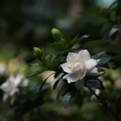 Outlet Kapjasmin - Gardenia jasminoides - Höjd 20-30cm - ⌀13cm Krukväxter Inomhus
