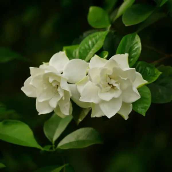 Outlet Kapjasmin - Gardenia jasminoides - Höjd 20-30cm - ⌀13cm Krukväxter Inomhus