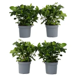 Kapjasmin - Set om 4 - Gardenia jasminoides - Höjd 20-30cm - ⌀13cm