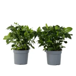 Kapjasmin - Set om 2 - Gardenia jasminoides - Höjd 20-30cm - ⌀13cm