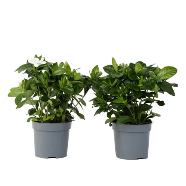 Kapjasmin - Set om 2 - Gardenia jasminoides - Höjd 20-30cm - ⌀13cm