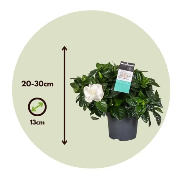 Kapjasmin - Set om 2 - Gardenia jasminoides - Höjd 20-30cm - ⌀13cm