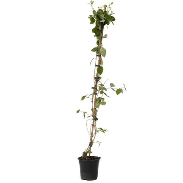 Sale Kaprifol - Lonicera x Heckrotti 'American Beauty' - Höjd 110-120cm - ⌀17cm Krukväxter Inomhus