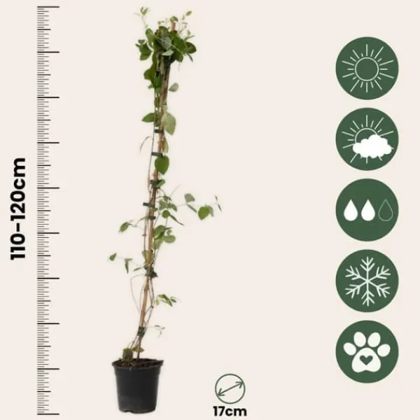 Sale Kaprifol - Lonicera x Heckrotti 'American Beauty' - Höjd 110-120cm - ⌀17cm Krukväxter Inomhus