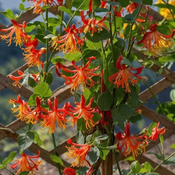 Sale Kaprifol - Lonicera x Heckrotti 'American Beauty' - Höjd 110-120cm - ⌀17cm Krukväxter Inomhus