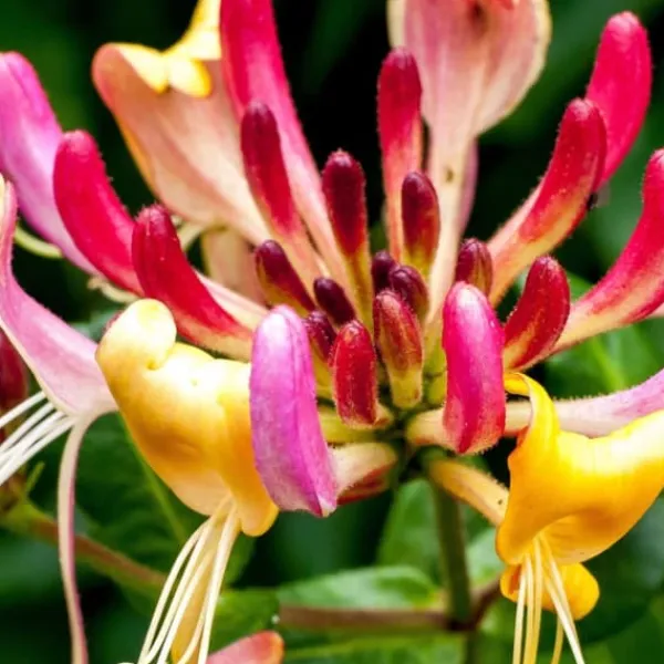 Sale Kaprifol - Lonicera x Heckrotti 'American Beauty' - Höjd 110-120cm - ⌀17cm Krukväxter Inomhus