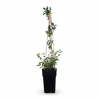 Clearance Kaprifol 'Serotina' - 65 cm - Kruka Ø15 cm Trädgårdsväxter