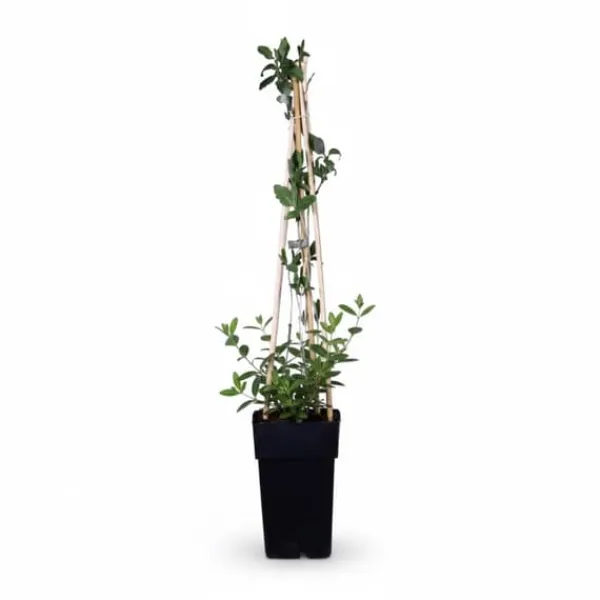 Clearance Kaprifol 'Serotina' - 65 cm - Kruka Ø15 cm Trädgårdsväxter