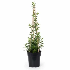 Kaprifol 'Serotina' - 65 cm - 3-pack - Ø15 cm Kruka