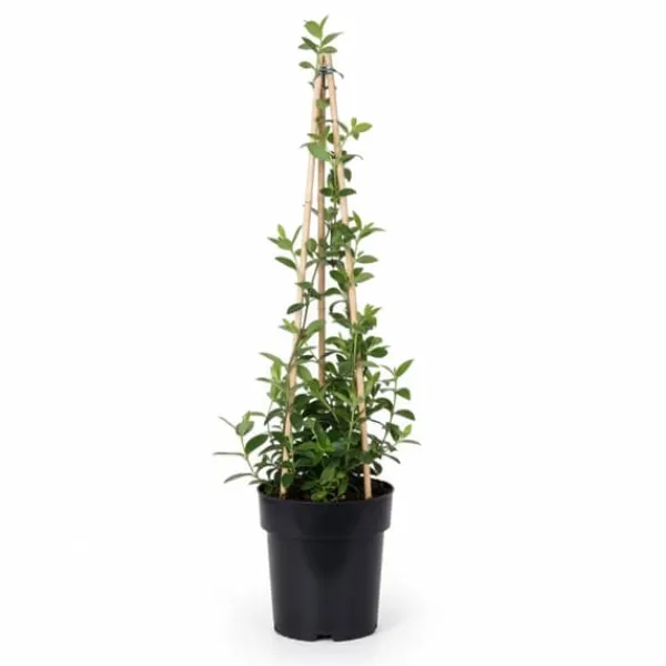 Kaprifol 'Serotina' - 65 cm - 3-pack - Ø15 cm Kruka