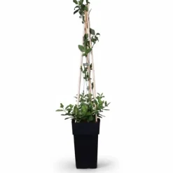 Kaprifol 'Serotina' - Lonicera periclymenum, Ø15 cm, Höjd ca 65 cm