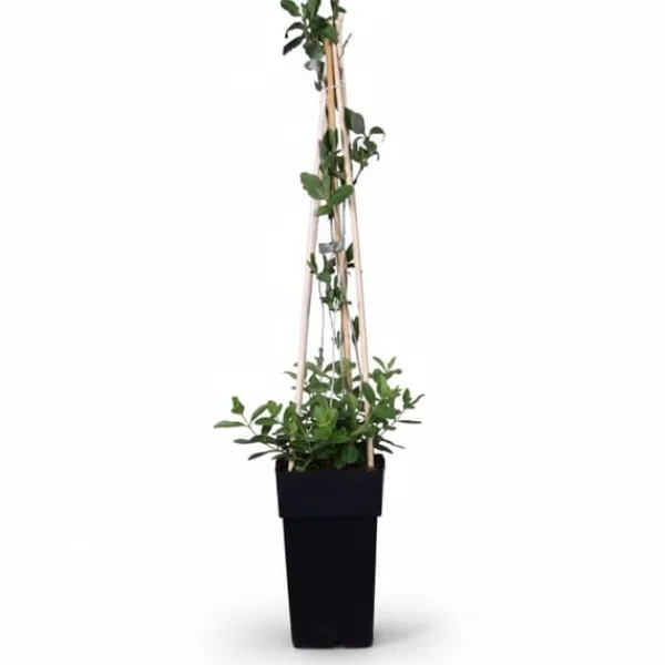 Kaprifol 'Serotina' - Lonicera periclymenum, Ø15 cm, Höjd ca 65 cm