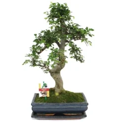 Kinesisk bonsai - Ulmus parviflora - ca 12-15 år Träd