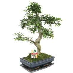 Kinesisk bonsai - Ulmus parviflora - ca 12-15 år Träd