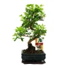 Discount Kinesisk bonsai liguster - Ligustrum sinensis - ca. 6 år Krukväxter Inomhus
