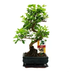 Discount Kinesisk bonsai liguster - Ligustrum sinensis - ca. 6 år Krukväxter Inomhus