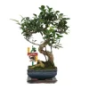 Discount Kinesisk fikon Bonsai - Ficus retusa - ca 6 år Krukväxter Inomhus
