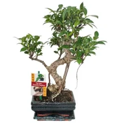 Discount Kinesisk fikon Bonsai - Ficus retusa - ca 6 år Krukväxter Inomhus
