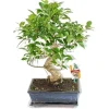 Kinesisk fikonbonsai - Ficus retusa - ca. 10 år Krukväxter Inomhus
