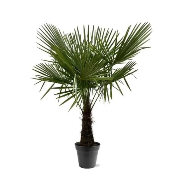 Kinesisk hampa palm Trachycarpus fortunei 30cm kruka 160-180cm hög