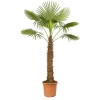 Kinesisk hampapalme Trachycarpus fortunei 40cm kruka 180-200cm hög Trädgårdsväxter