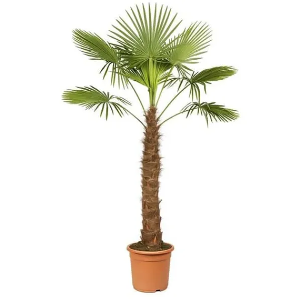 Kinesisk hampapalme Trachycarpus fortunei 40cm kruka 180-200cm hög Trädgårdsväxter