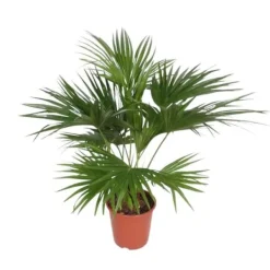 Clearance Kinesisk parasollpalma - Livistona chinensis - Grön växt - höjd ca. 150cm Krukväxter Inomhus