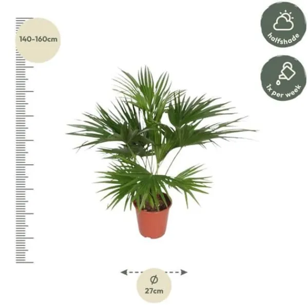 Clearance Kinesisk parasollpalma - Livistona chinensis - Grön växt - höjd ca. 150cm Krukväxter Inomhus