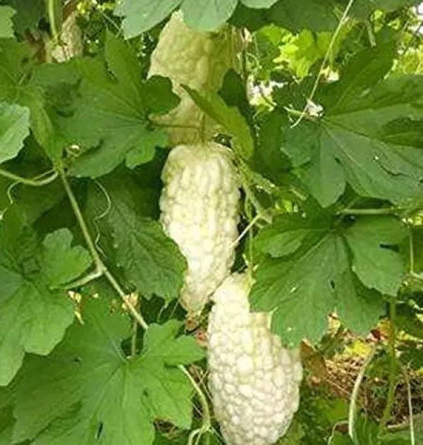 Discount Kinesiska bittermelon vita pärlfrön för hemträdgård 10+ st Fröer & Lökar