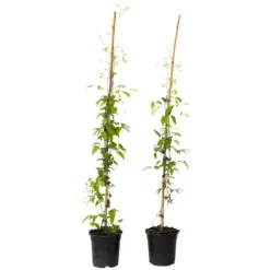 Clearance Klematis - 2 st - Clematis 'Hagley Hybrid' - Höjd 100-120cm - ⌀17cm Trädgårdsväxter
