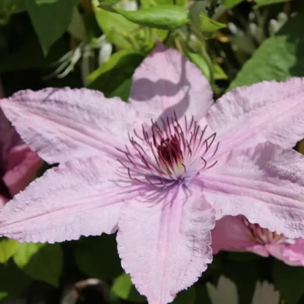 Discount Klematis - Clematis 'Hagley Hybrid' - Höjd 100-120cm - ⌀17cm Trädgårdsväxter