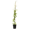 Klematis - Clematis 'The President' - Höjd 100-120cm - ⌀17cm