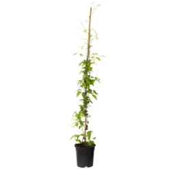 Klematis - Clematis 'The President' - Höjd 100-120cm - ⌀17cm
