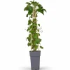 Klimhortensia Hydrangea petiolaris - Kruka Ø15 cm, Höjd ca 65 cm