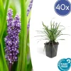 New Klockhyacint - Liljegräs - Liriope muscari 'Moneymaker' - Kruka på 9 cm - Set med 40 växter Trädgårdsväxter