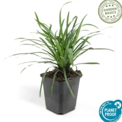 New Klockhyacint - Liljegräs - Liriope muscari 'Moneymaker' - Kruka på 9 cm - Set med 40 växter Trädgårdsväxter