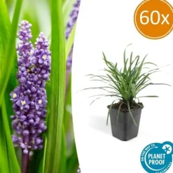 Outlet Klocklilja - Liljegräs - Liriope muscari 'Moneymaker' - 9 cm kruka - Set med 60 växter Trädgårdsväxter